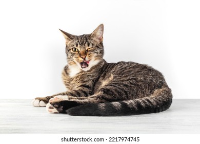 Tabby cat lies on a white wooden surface and looks into the camera. Portrait of a small cat wink with one eyes against a white background, front view. - Shutterstock ID 2217974745