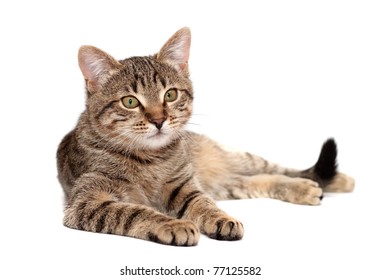 Tabby Cat Lies On White Background