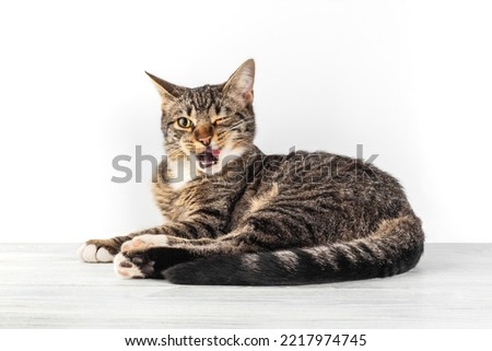 Tabby cat lies on a white wooden surface and looks into the camera. Portrait of a small cat wink with one eyes against a white background, front view.