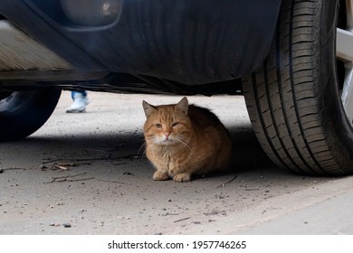 The Cat Sits Under the Car High Res Stock Images  Shutterstock