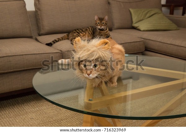 Tabby Cat Lion Headdress Living Room Stock Image Download Now