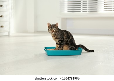 Tabby Cat In Litter Box At Home