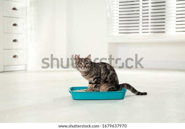 Tabby cat in litter box at\
home