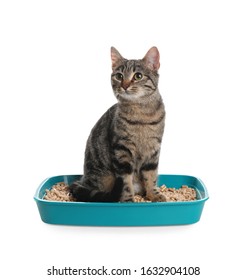 Tabby Cat In Litter Box On White Background