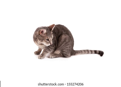 Tabby Cat Looking Back Isolated On Stock Photo 155274206 | Shutterstock