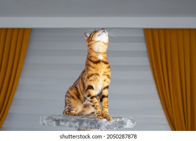 Tabby Cat Is Looking At The Ceiling While Sitting On A Shelf.