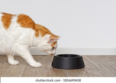 Tabby cat looking curious to a pet food dish. Side view with copy space.