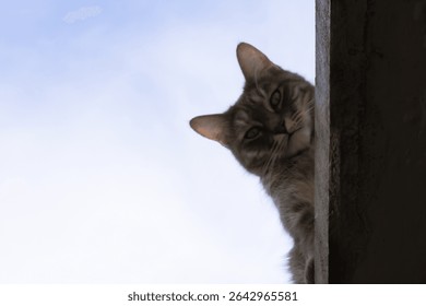 tabby cat looking down from the ceiling
