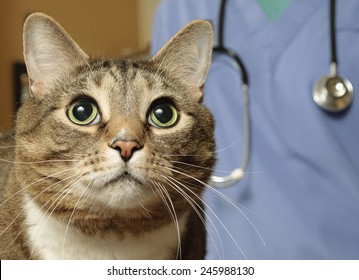 Tabby Cat Looking Good At The Veterinarian Office