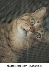 Tabby cat looking inquiringly through a window screen 