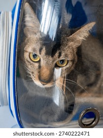 Tabby cat looking out from inside a travel backpack carrier with a clear transparent bubble window