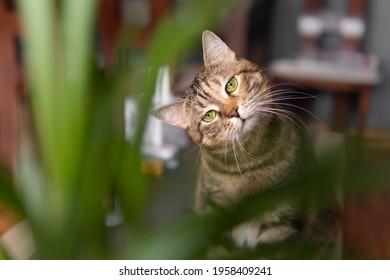 A Tabby Cat Looking At A Plant It Wants To Eat. Edible Plant For Cats. 