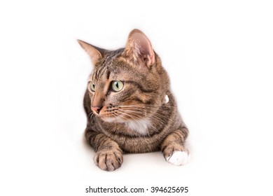 Tabby cat looking up something
