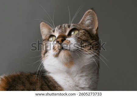 Tabby cat looking up. Close up cat face. Happy pet relaxing at home.