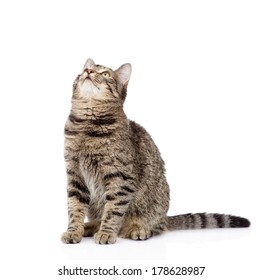 tabby cat looking up. isolated on white background