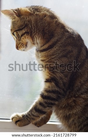 Similar – Image, Stock Photo 800 | cuddlier Animal Pet