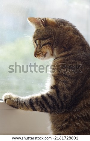 Similar – Image, Stock Photo 800 | cuddlier Animal Pet