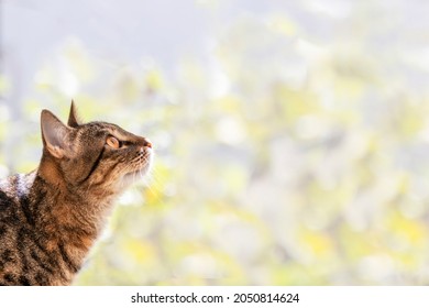 Tabby cat looks up questioningly. Place for your text. Topic - pet care, advertising of products for cats, international cat day - Shutterstock ID 2050814624