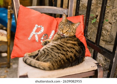 Tabby cat lounging on chair with red pillow. Cozy street corner, feline pet charm, and peaceful summer afternoon vibe.