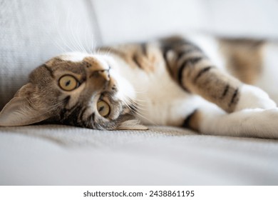 Tabby cat lounging on a couch - Powered by Shutterstock