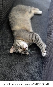 Tabby cat lying