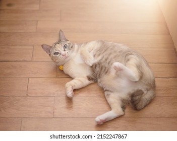 tabby cat lying down look at camera