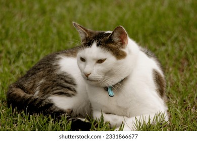 Tabby Cat lying in green grass - Shutterstock ID 2331866677
