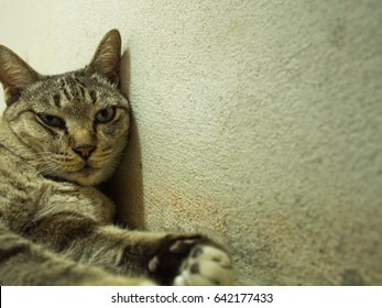 Tabby Cat Lying Head Against The Cement Wall