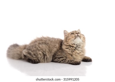Tabby cat lying and look up on white background,isolated