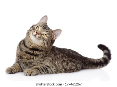 tabby cat lying and looking up. isolated on white background