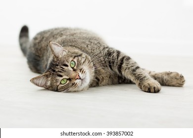 tabby cat lying on the floor and looking closely at the camera