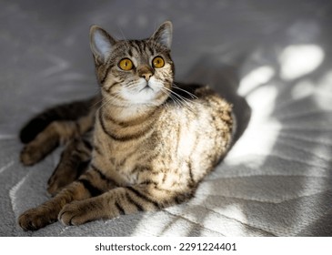 tabby cat lying on gray carpet inside home with sun rays on muzzle face.portrait of kitty kitten relaxing pretty cute face,natural light,shadows.isolated on white - Powered by Shutterstock
