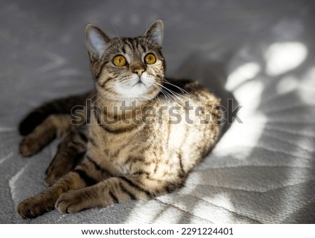 tabby cat lying on gray carpet inside home with sun rays on muzzle face.portrait of kitty kitten relaxing pretty cute face,natural light,shadows.isolated on white