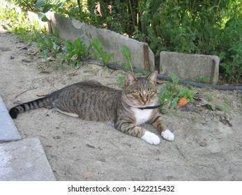 Tabby cat lying on ground - Shutterstock ID 1422215432