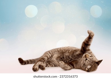 Tabby cat lying on the ground and raising his hands. Celebration background. Golden sparkles. Bokeh from string lights. - Powered by Shutterstock