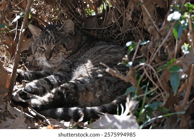 Tabby cat lying on the ground in the shade of a tree