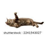 Tabby cat lying on the white floor and raising his hands