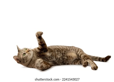 Tabby cat lying on the white floor and raising his hands - Shutterstock ID 2241543027