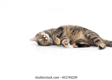 132,384 Grey tabby cat white background Images, Stock Photos & Vectors ...