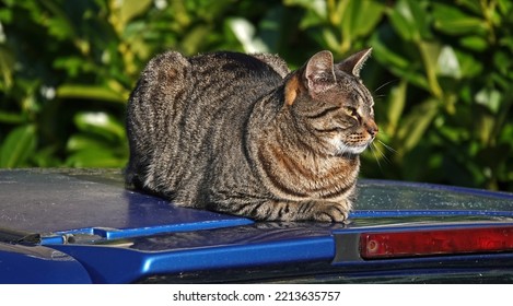 Tabby Cat Lying Relaxed On The Roof Of A Blue Car.