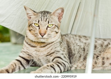 Tabby Cat Lying Under Umbrella