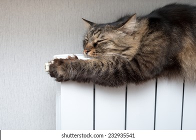 Tabby Cat Lying A Warm Radiator