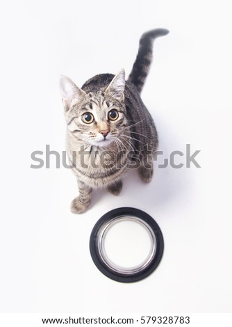 Tabby cat near bowl with milk