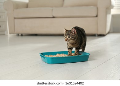 Tabby Cat Near Litter Box At Home