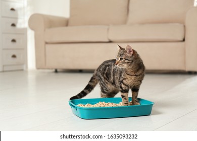 Tabby Cat Near Litter Box At Home