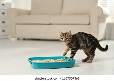 Tabby Cat Near Litter Box At Home