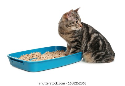 Tabby Cat Near Litter Box On White Background