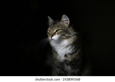 355,602 Kitten Black Background Images, Stock Photos & Vectors ...