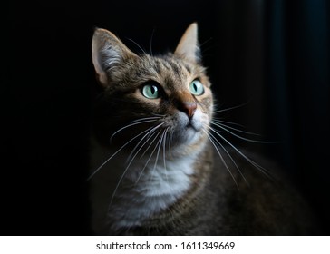 122,545 Black tabby cat Images, Stock Photos & Vectors | Shutterstock