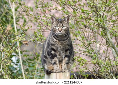 Tabby Cat On Fence Post